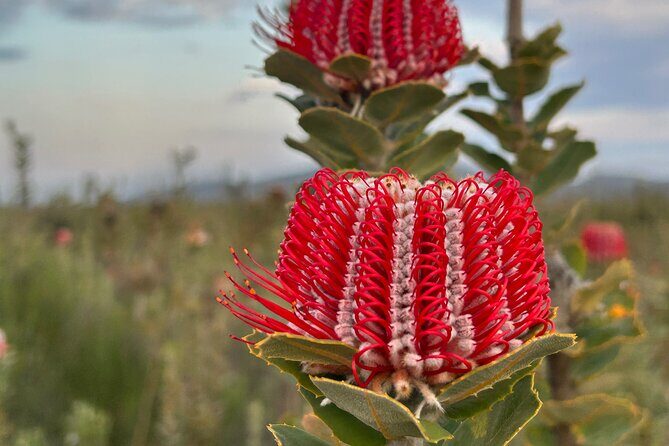 5 Days Walking with Wildflowers - Fitzgerald Biosphere - Exploring the Itinerary