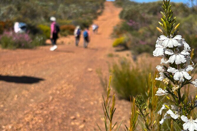 5 Days Walking with Wildflowers - Fitzgerald Biosphere - Authentic Reviews and Perspectives