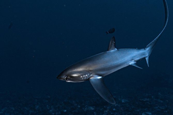 5 Fun Dives in Nusa Lembongan (for certified divers) - Swim with a Mola Mola - Who Would Benefit Most?