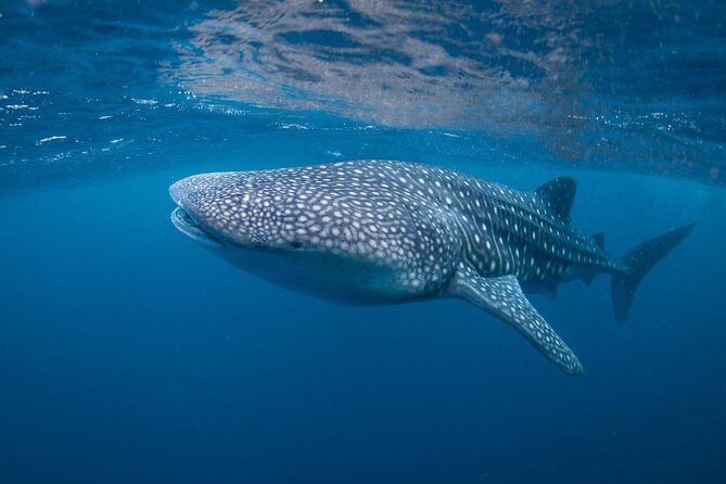 5 Fun Dives in Nusa Lembongan (for certified divers) - Swim with a Mola Mola - FAQ