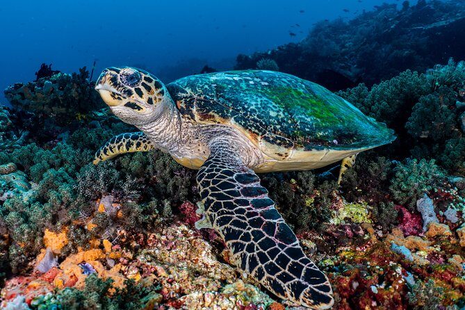 5 Fun Dives in Pemuteran (for certified divers) - Exploration in Menjangan Park - Why You’ll Love This Experience