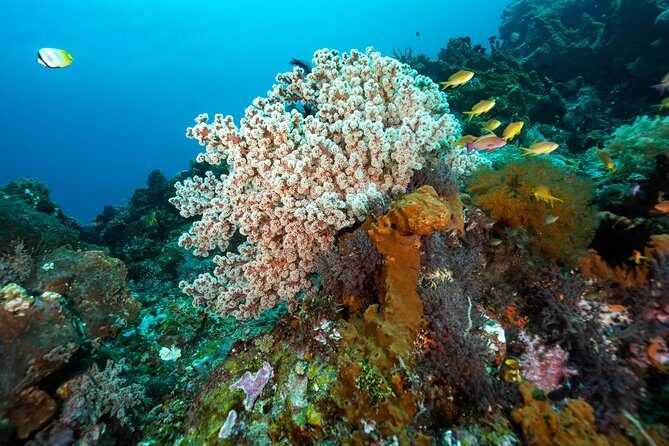 5 Fun Dives in Pemuteran (for certified divers) - Exploration in Menjangan Park - Equipment, Facilities, and Convenience