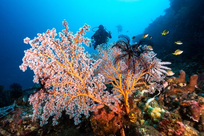 5 Fun Dives in Pemuteran (for certified divers) - Exploration in Menjangan Park - Authentic Marine Encounters and Reviews
