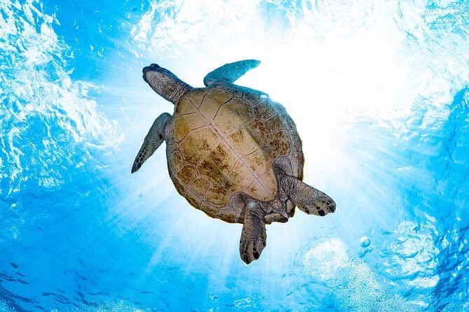 5 Fun Dives in Pemuteran (for certified divers) - Exploration in Menjangan Park - FAQ