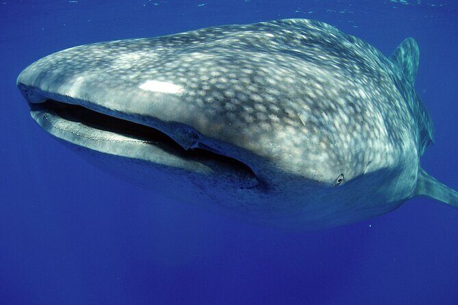 5-Hour Kona Private Boat Charter - The Itinerary in Detail