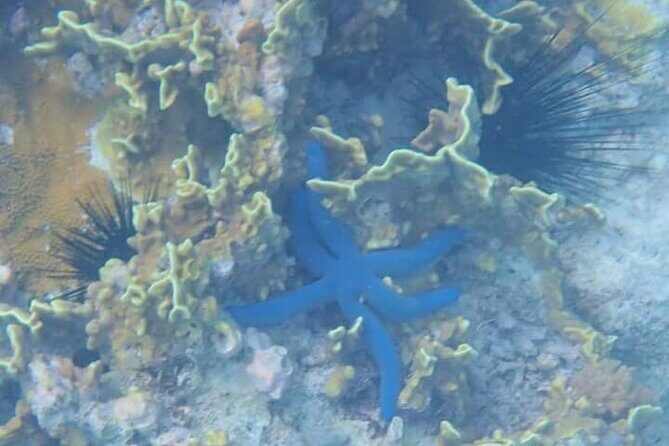 5-Hour Snorkeling, Swimming with Dolphins and Sea Turtles Aquarium - Authentic Experiences and Honest Feedback