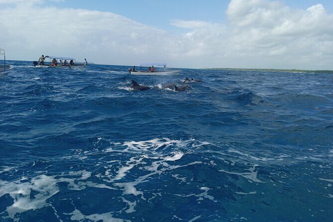 5-Hour Snorkeling, Swimming with Dolphins and Sea Turtles Aquarium - FAQ