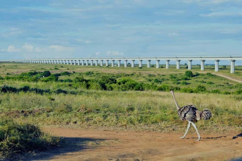 5 Hour - Tour Nairobi National Park Or Evening Game Drive - Key Points