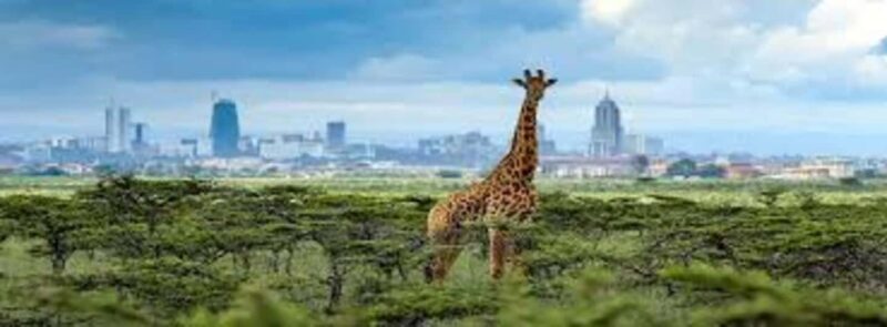 5 Hour - Tour Nairobi National Park Or Evening Game Drive - An In-Depth Look at the Tour Experience