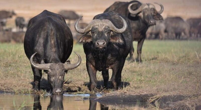 5 Hour - Tour Nairobi National Park Or Evening Game Drive - Why This Tour Is Worth Considering