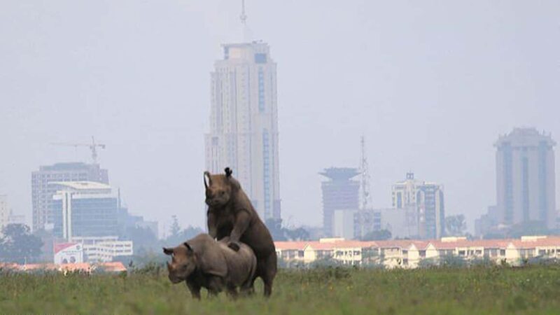 5 Hour - Tour Nairobi National Park Or Evening Game Drive - FAQ