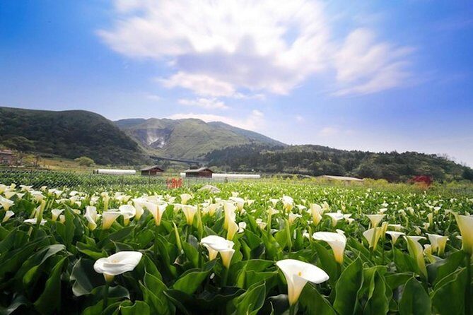 5-Hour Vegetarian Private Tour - Visit Yangmingshan and Taste Veggie Cuisine - Who Should Consider This Tour?