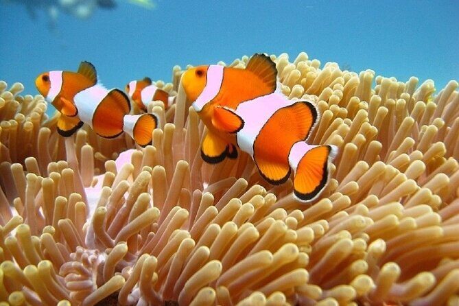 5 Hours Bali Blue Lagoon Snorkeling Tour Including Tanjung Jepun - Discover the Bali Blue Lagoon Snorkeling Tour: A Practical Guide for Adventurers