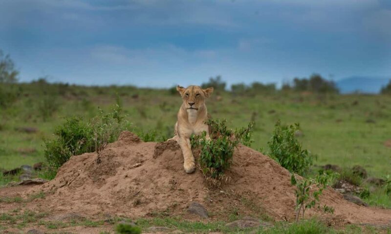 5 Hours Nairobi National Park Guided Tour with Free Pickup - The Sum Up: Is This Tour Worth Your Time?