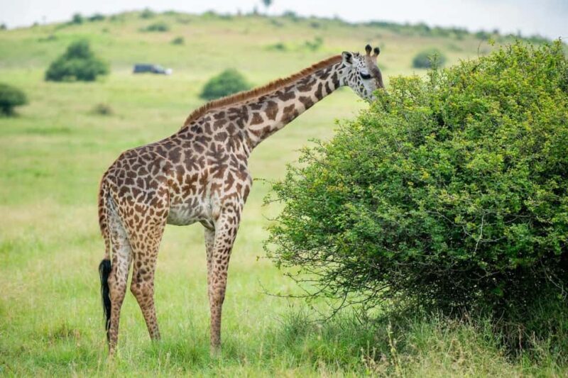 5 Hours Nairobi National Park Guided Tour with Free Pickup - FAQ