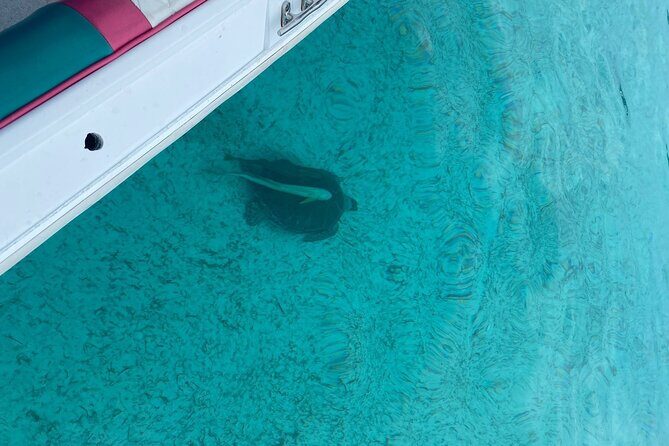 5 Hours Pigs and Turtles with Beach Stop in Bahamas - Considerations and Possible Drawbacks