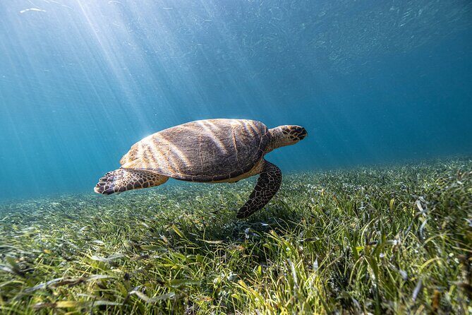 5-in-1 Cancun Snorkeling Tour with Sea Life & Transport Included - Key Points