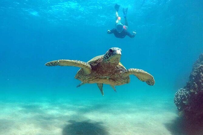 5 in 1 Deluxe Cruise: Turtle Snorkeling, Activities and Pick-Up - Frequently Asked Questions