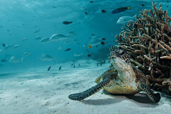 5 Night Ningaloo Reef Ningaloo Escape from Coral Bay - Why This Tour Stands Out