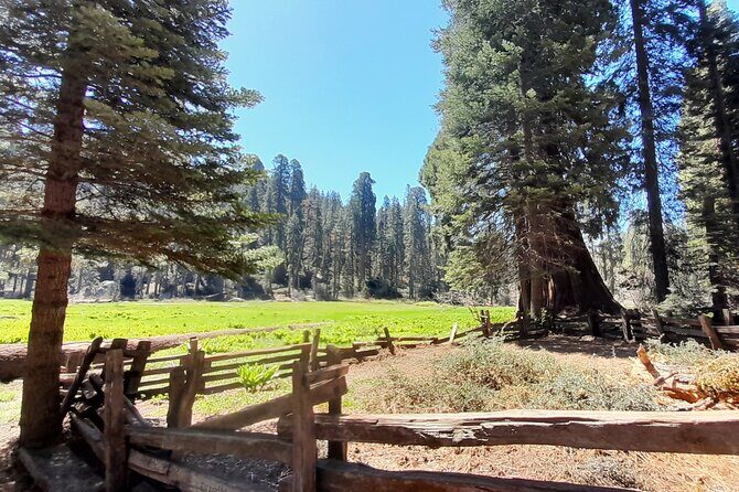 5-Star Rated Sequoia Winter Tour - Why This Tour Stands Out