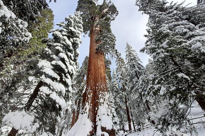 5-Star Rated Sequoia Winter Tour - The Itinerary: What to Expect