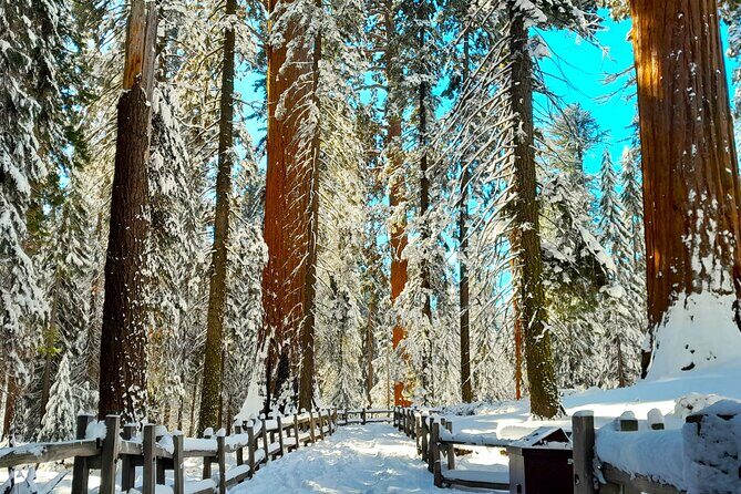 5-Star Rated Sequoia Winter Tour - The Value of the Tour