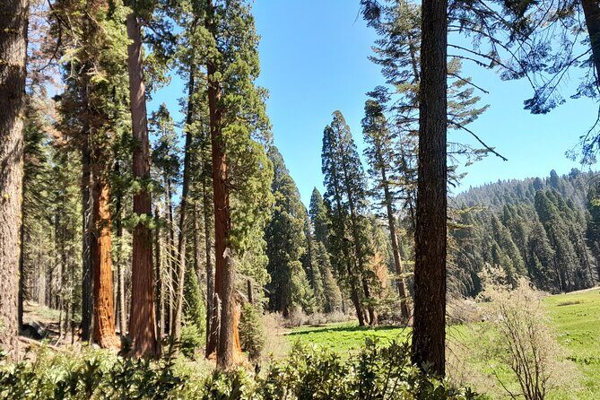 5-Star Rated Sequoia Winter Tour - Who Should Consider This Tour?