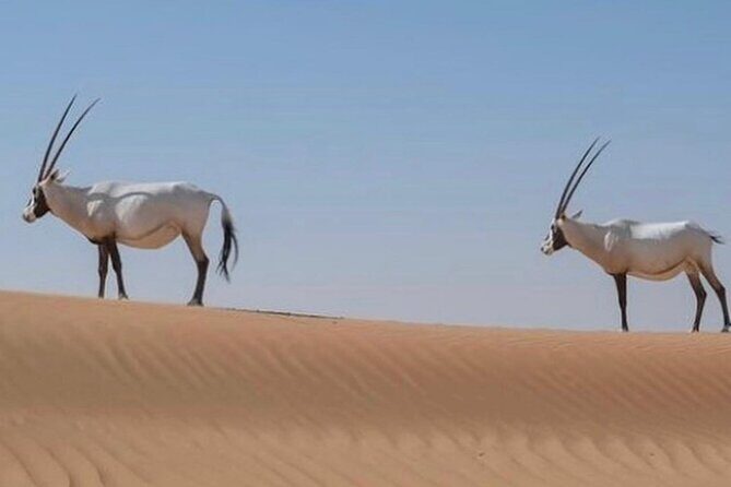 57 Bedouin Culture Safari With Breakfast - FAQ