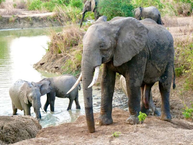 5days 4nights Uncover the Hidden Treasure of Southern Safari - Itinerary Breakdown: What to Expect Each Day
