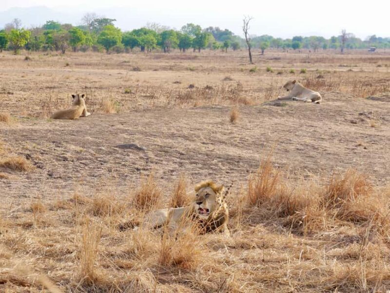 5days 4nights Uncover the Hidden Treasure of Southern Safari - Authentic Encounters and Unique Highlights