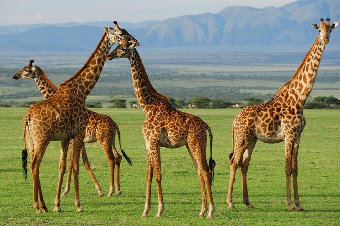 5Days Tanzania Camping Safari to Lake Manyara Serengeti And Ngorongoro Crater from Arusha - Exploring the Itinerary and What You’ll Experience