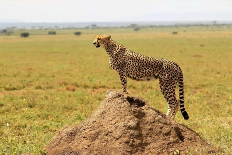 5Days, Tanzania Lodge Safaris & Hot Air Balloon - Key Points