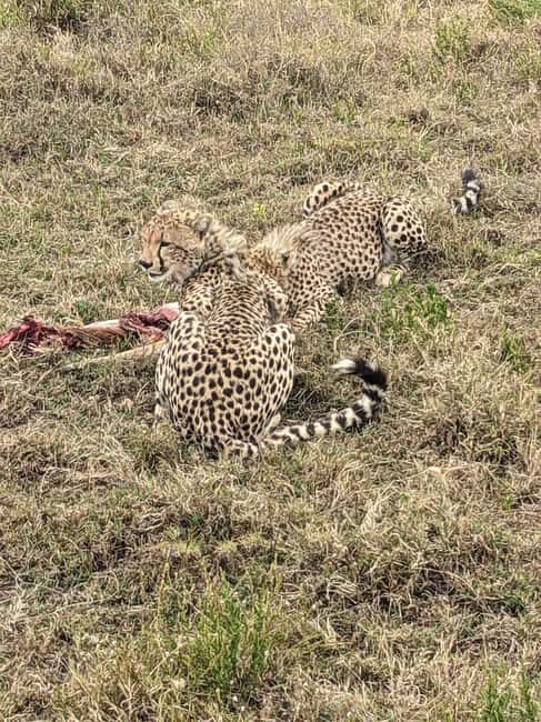 5Days, Tanzania Lodge Safaris & Hot Air Balloon - The Sum Up