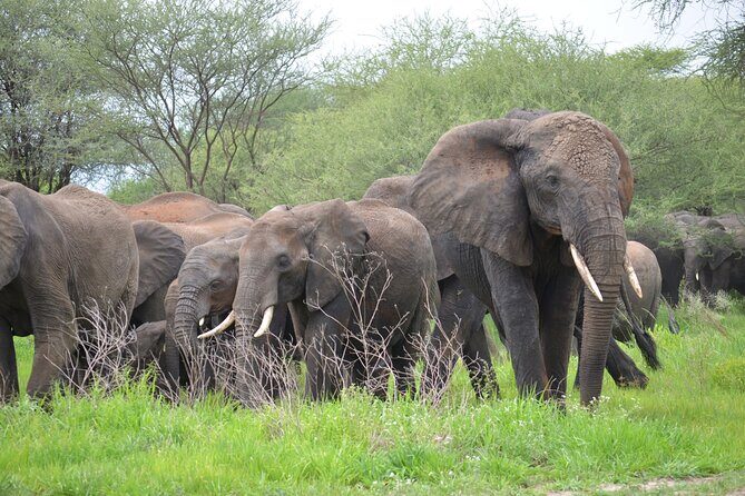5days Tanzania Safari lodge and camping Serengeti, Tarangire & Ngorongoro Crater - The Itinerary Breakdown: What You Can Expect