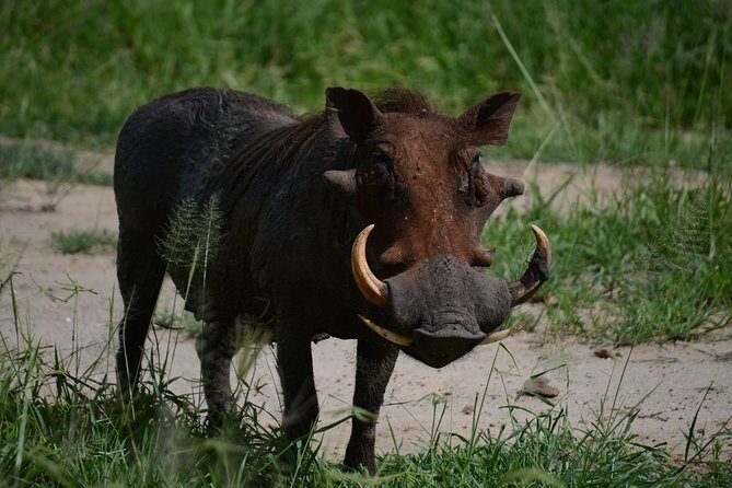 5days Tanzania Safari lodge and camping Serengeti, Tarangire & Ngorongoro Crater - Who Will Love This Safari?