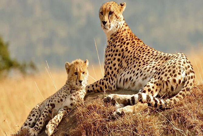 5days Tanzania Safari lodge and camping Serengeti, Tarangire & Ngorongoro Crater - FAQ