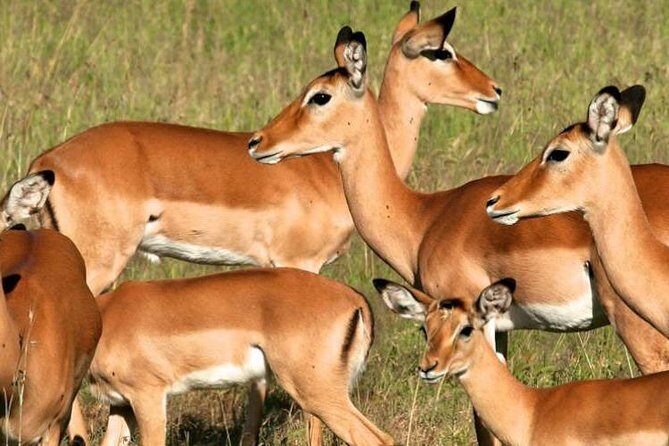 5days Tanzania Safari lodge and camping Serengeti, Tarangire & Ngorongoro Crater - Final Thoughts
