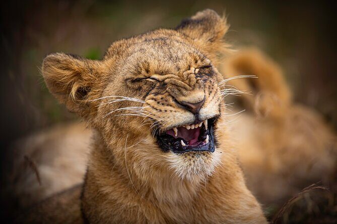 5Hrs Nairobi National Park MorningEvening gamedrive 4x4 vehicle - Detailed Itinerary Breakdown