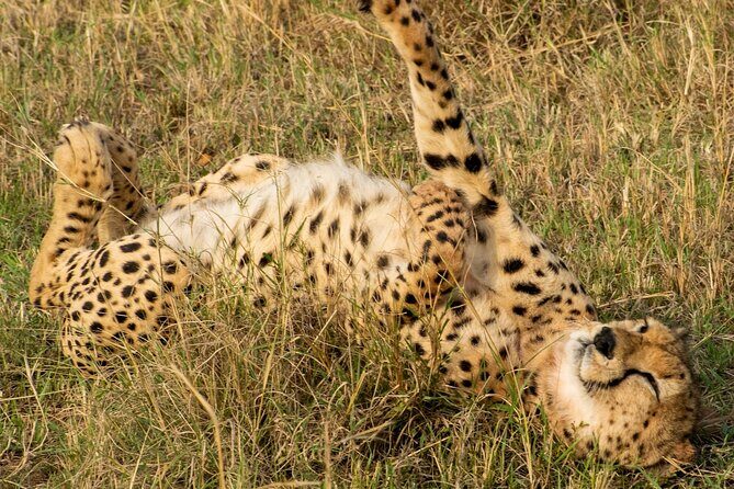5Hrs Nairobi National Park MorningEvening gamedrive 4x4 vehicle - Pricing and Value