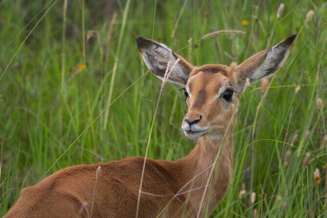 5Hrs Nairobi National Park MorningEvening gamedrive 4x4 vehicle - Transportation & Group Size