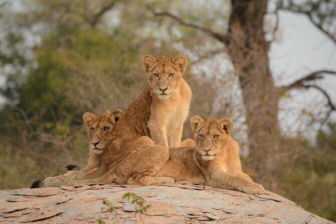 5Hrs Nairobi National Park MorningEvening gamedrive 4x4 vehicle - Who Is This Tour Best For?