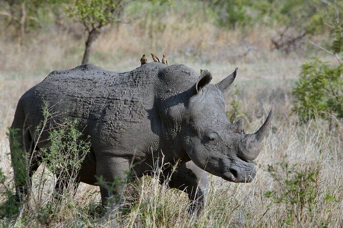 5Hrs Nairobi National Park MorningEvening gamedrive 4x4 vehicle - The Sum Up