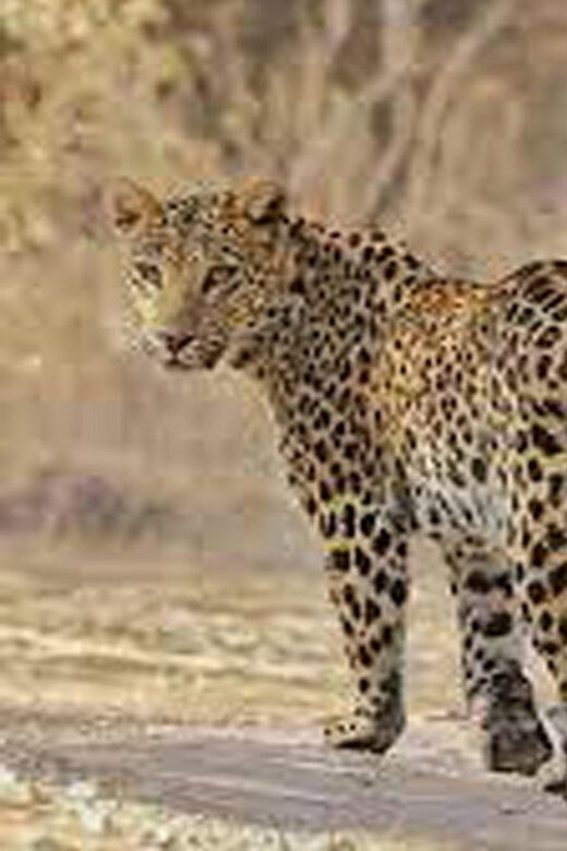5Night 6Day Private Golden Triangle Tour With Jhalana Safari - Discover Rajasthan on a 6-Day Private Golden Triangle Tour with Jhalana Safari