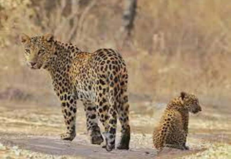5Night 6Day Private Golden Triangle Tour With Jhalana Safari - An In-Depth Look at the Tour Experience