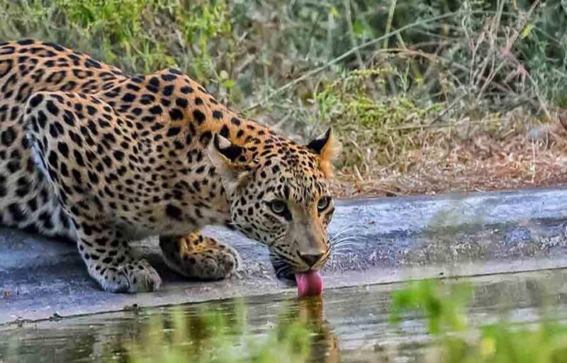 5Night 6Day Private Golden Triangle Tour With Jhalana Safari - Who Will Love This Tour?