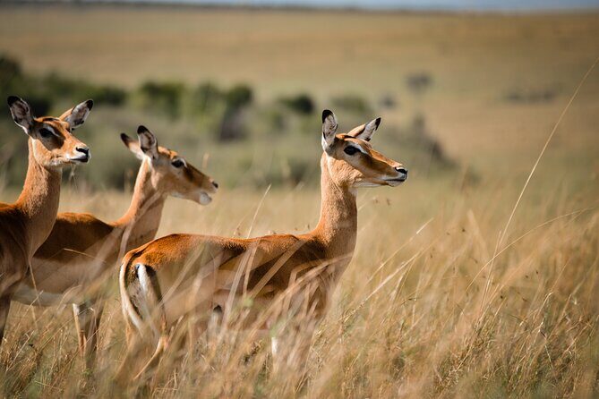6-Day 5 Nights Masai Mara, Lake Nakuru & Amboseli Budget Safari - Authentic Experiences and Cultural Encounters