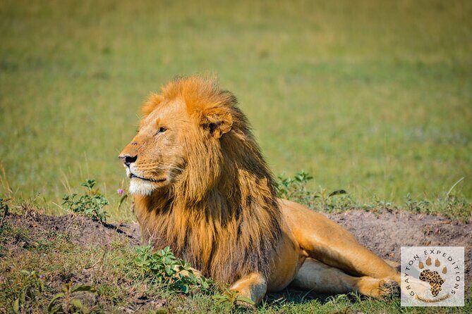 6-Day 5 Nights Masai Mara, Lake Nakuru & Amboseli Budget Safari - Who Is This Tour Best For?