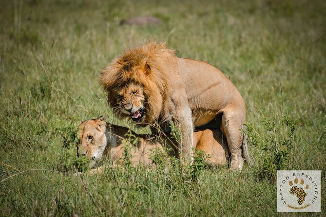 6-Day 5 Nights Masai Mara, Lake Nakuru & Amboseli Budget Safari - Final Thoughts: Is It Worth It?