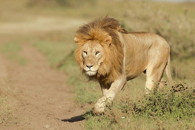 6- Day Adventure Lodge safari to see Migration - Final Thoughts: Who Is This Tour Best For?