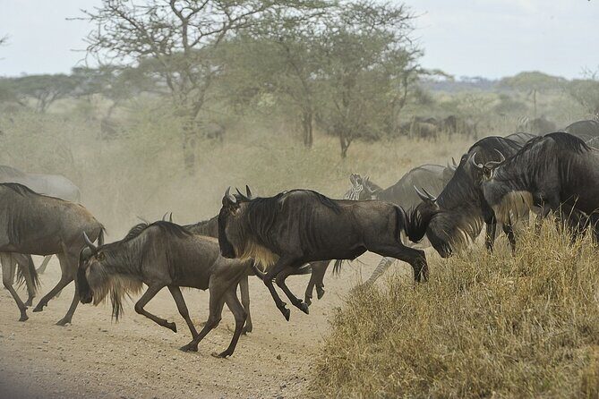 6- Day Adventure Lodge safari to see Migration - FAQs